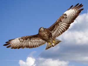 eagle