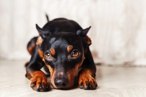 My little dog