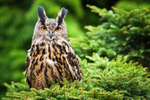 owl