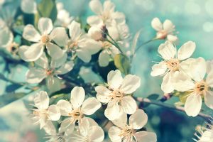 Blomstre